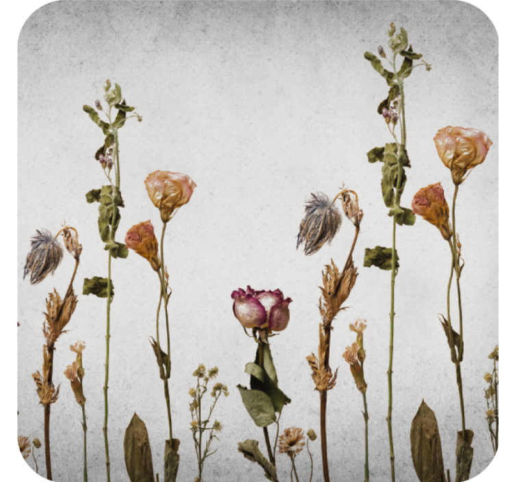 Skandinaaviseen tyyliin kuivattuja kasveja modernit lasinaluset - Tenstickers