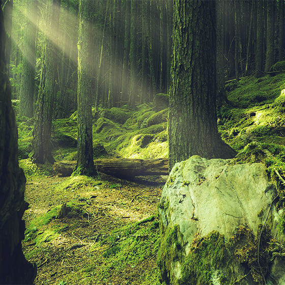 Luonnon kivet sammalen kanssa metsässä oleskelutilan juliste - Tenstickers