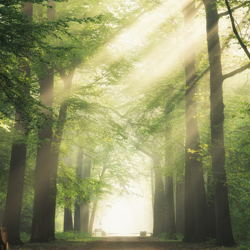 Auringonpaisteinen vihreä metsä oleskelutilan juliste - Tenstickers