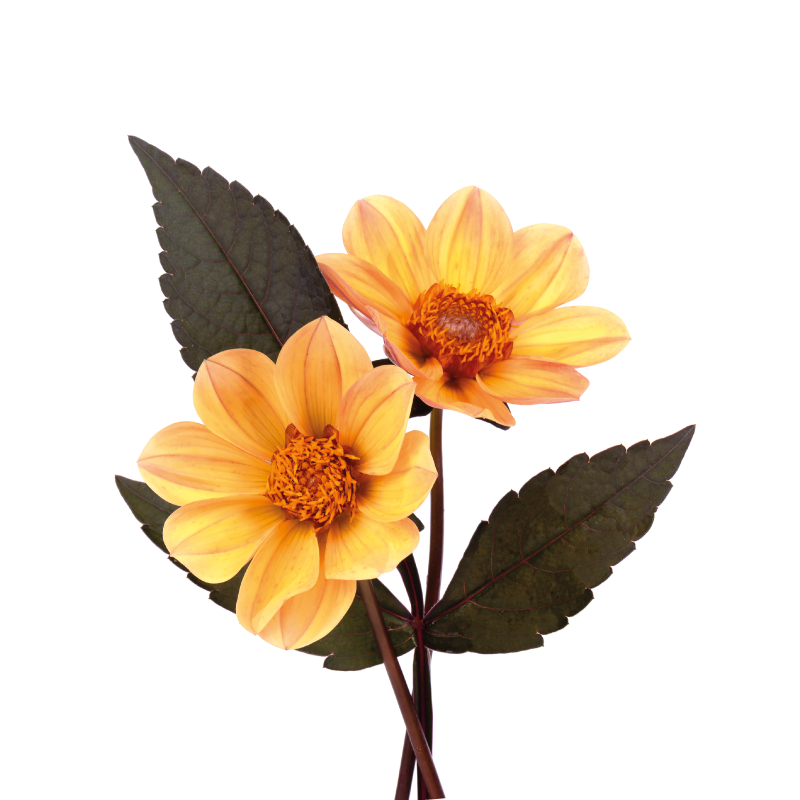 Kaksi kukkaa ja kasvijuliste - Tenstickers