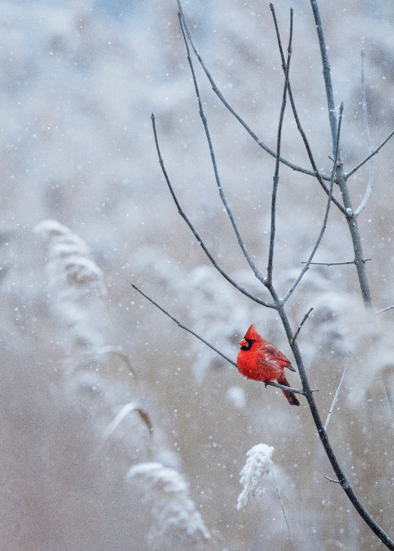 Joululintujulistetulostus - Tenstickers