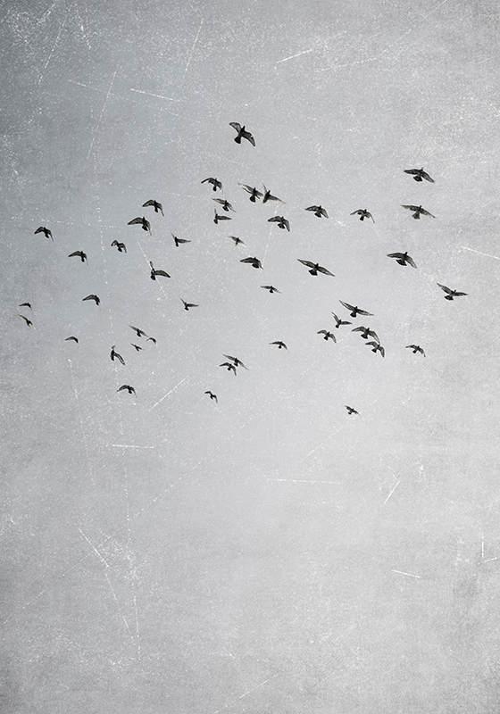 Linnut lentävät eläinjuliste - Tenstickers