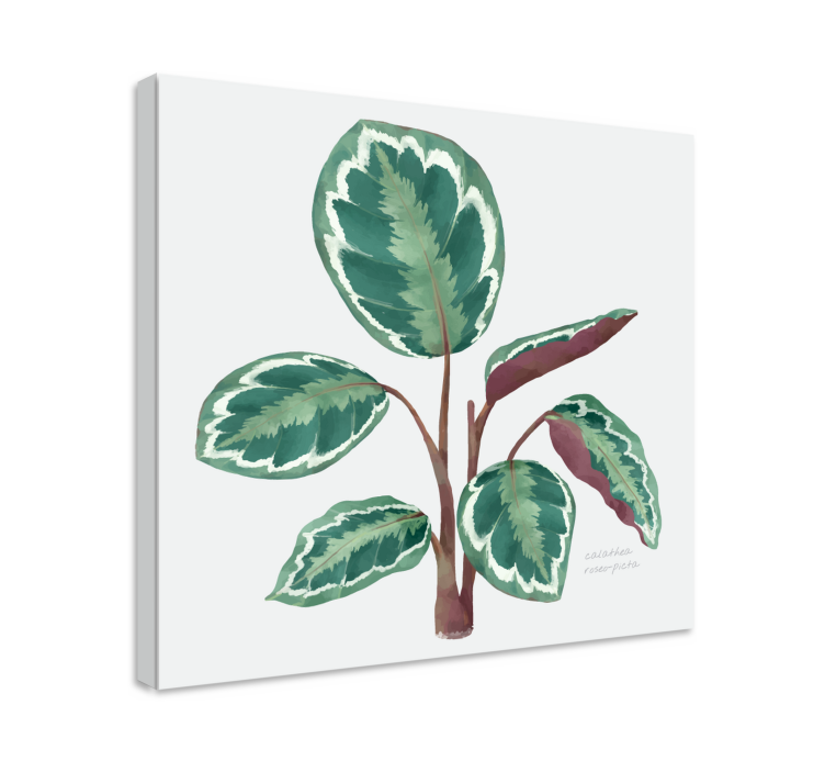 Calathea-kasvi kasvi canvas - Tenstickers