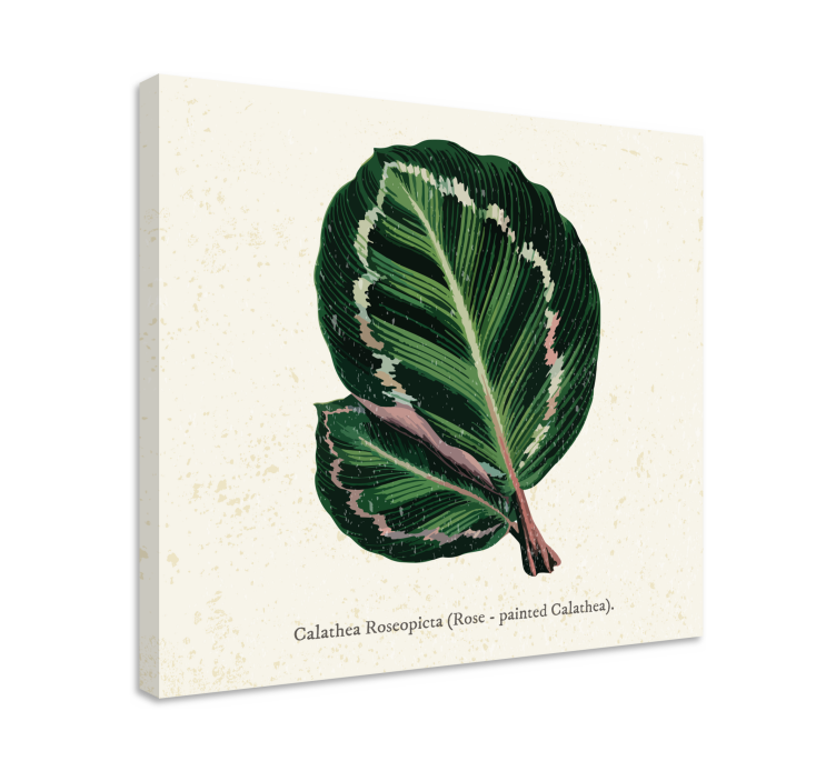 Calathea-lehtikuva kasvi canvas - Tenstickers