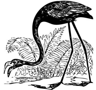 Flamingo ja saniaiset lintutarra - Tenstickers