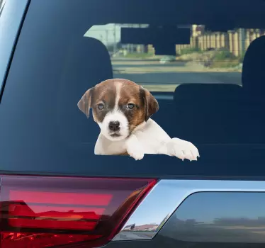 Koiran kurkistus kissa tarra - Tenstickers