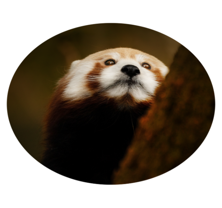 Eläin söpö punainen panda eläin vinyylimatto - Tenstickers