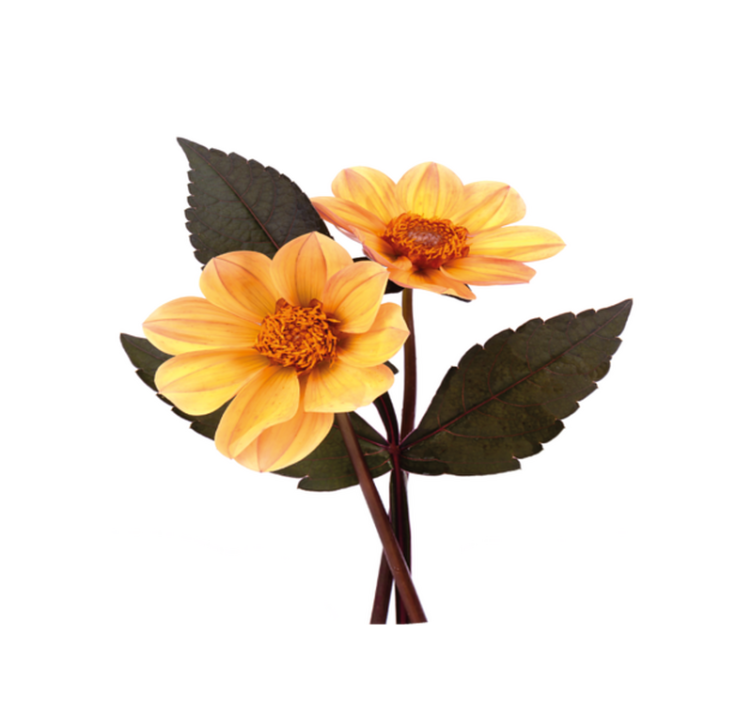 Keltaiset kukat ja mustat lehdet pyöreä vinyylimatto - Tenstickers