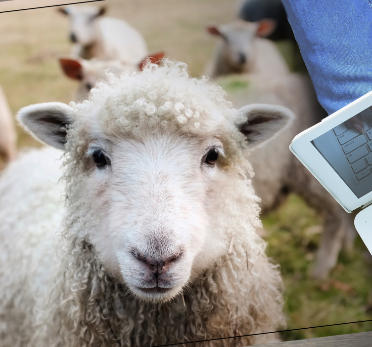 Kiharat lampaan kasvot eläin vinyylimatto - Tenstickers