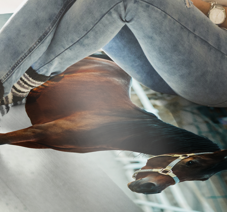 Majesteettinen hevosen muotokuva eläin vinyylimatto - Tenstickers