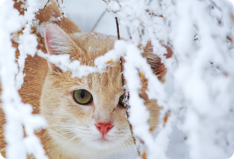 Kissa tippukivellä vinyylimatto - Tenstickers