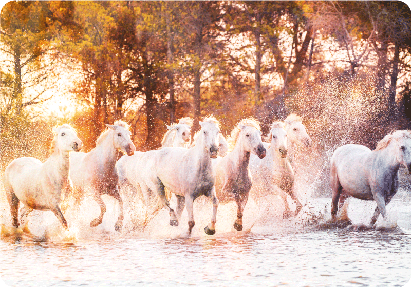 Villihevoset lämpimässä auringonlaskussa vinyylimatto - Tenstickers