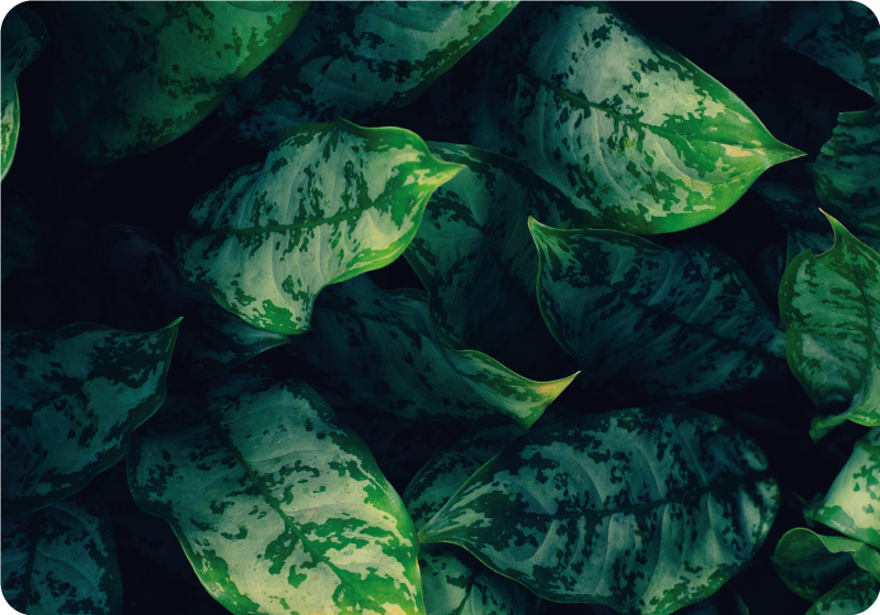 Kukka vinyylimatto maranta lehdet - Tenstickers