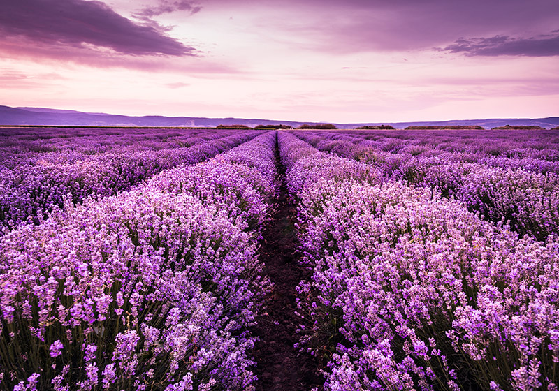 Laventelinkukkakuva provencessa violetti vinyylimatto - Tenstickers