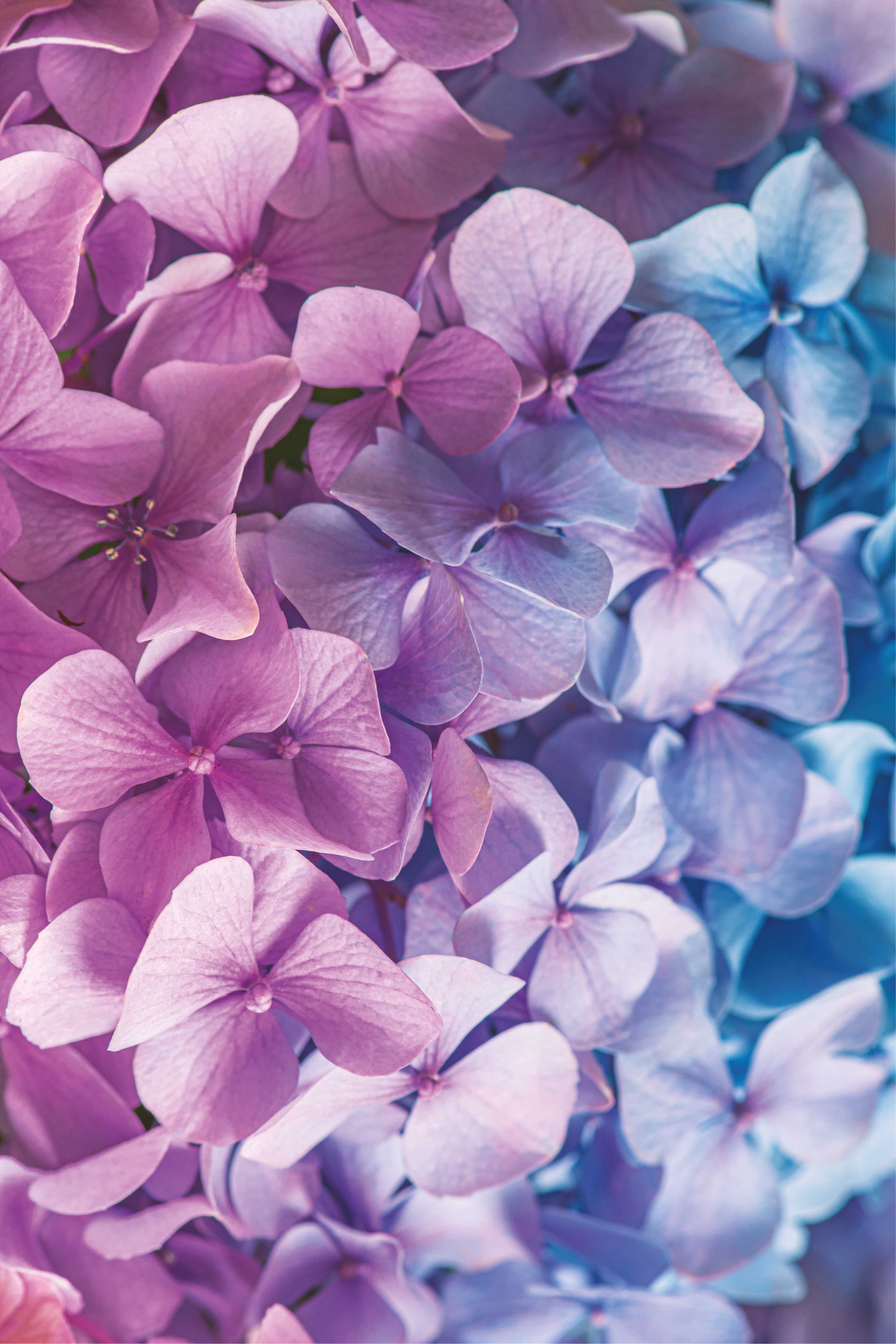 Violetti vinyylimatto monenlaisilla hortensioilla - Tenstickers