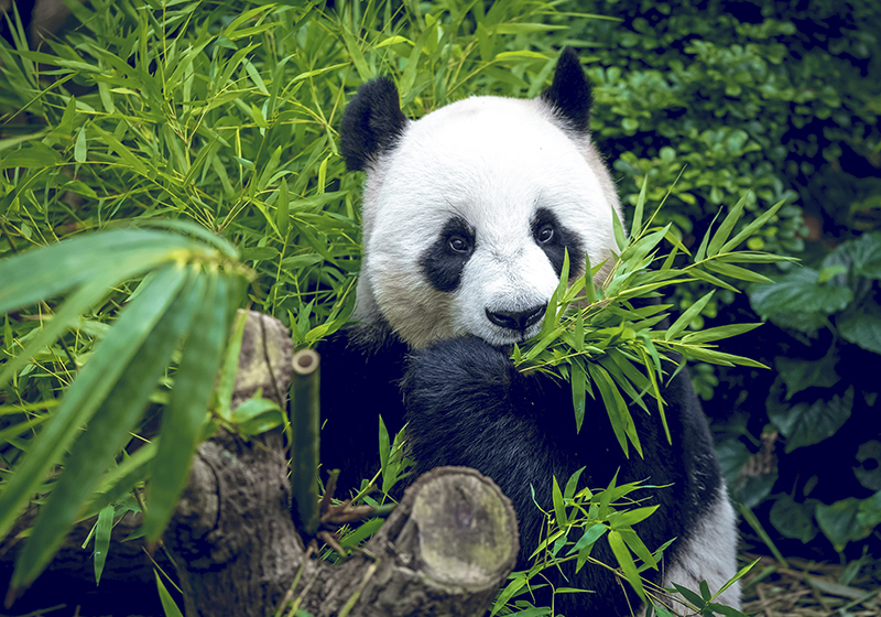 Panda suloisuus vihreä vinyylimatto - Tenstickers