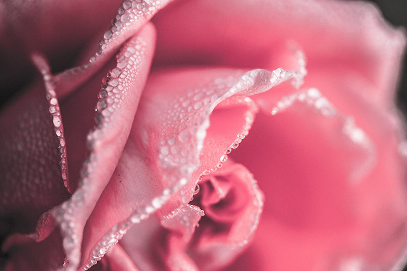 Hämmästyttävä vaaleanpunainen ruusuvinyylimatto ruokasalille - Tenstickers