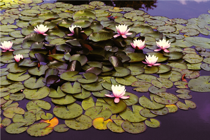 Liljalampi kauneus kukka vinyylimatto - Tenstickers