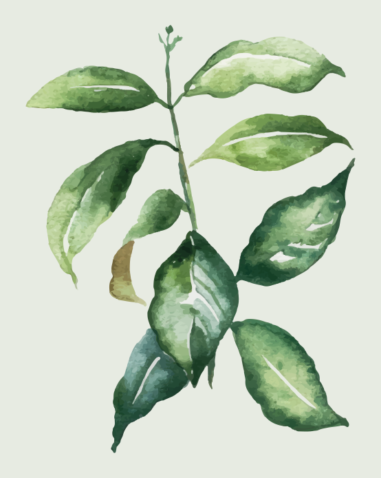 Kasvitieteellinen lehtikuva kukka vinyylimatto - Tenstickers