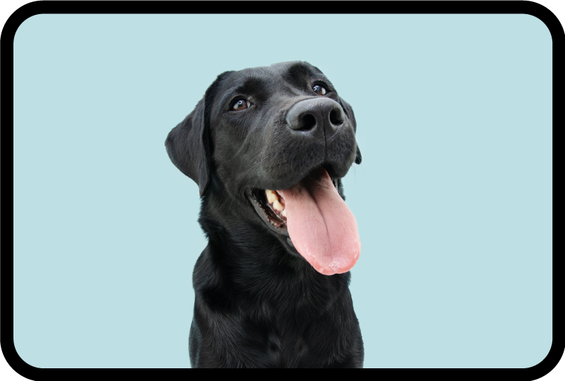 Musta labradorinnoutaja eläin vinyylimatto - Tenstickers