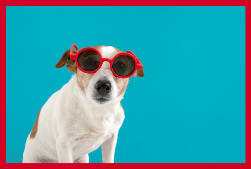 Tyylikäs koiran muotokuva eläin vinyylimatto - Tenstickers