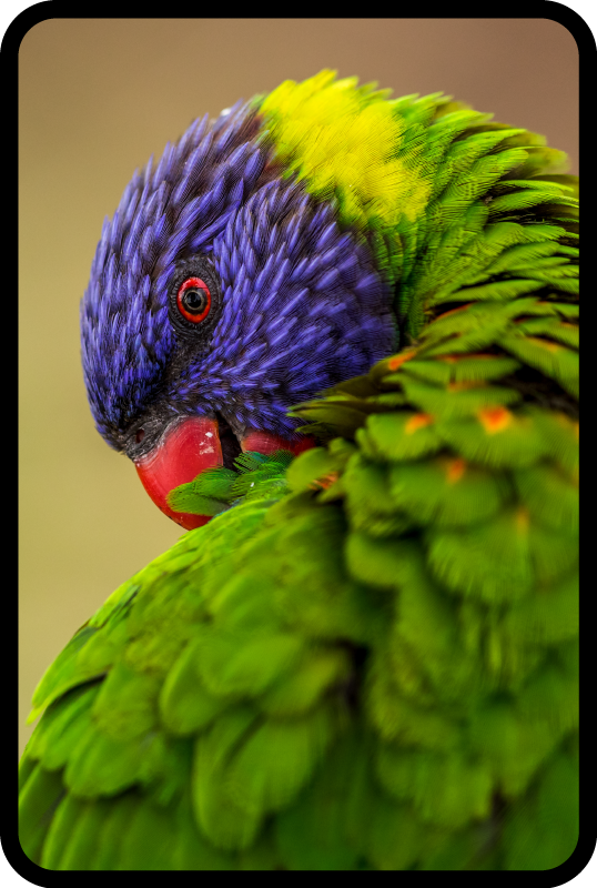 Sateenkaari papukaija eläin vinyylimatto - Tenstickers