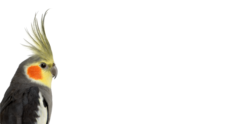 Kakadu papukaija eläin vinyylimatto - Tenstickers