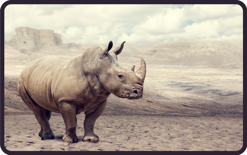 Majesteettinen sarvikuono kohtaus eläin vinyylimatto - Tenstickers