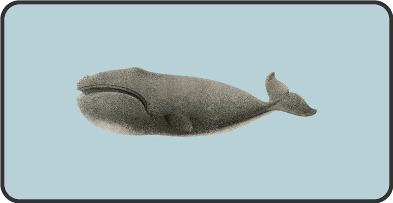 Valaan siluettisuunnittelu eläin vinyylimatto - Tenstickers