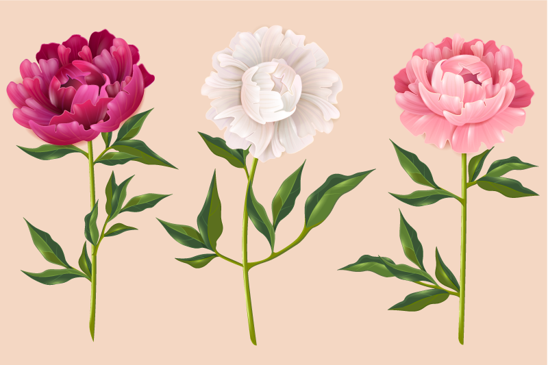 Pioni eri värejä kukka vinyylimatto - Tenstickers