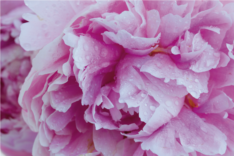 Pioni violetti tausta kukka vinyylimatto - Tenstickers