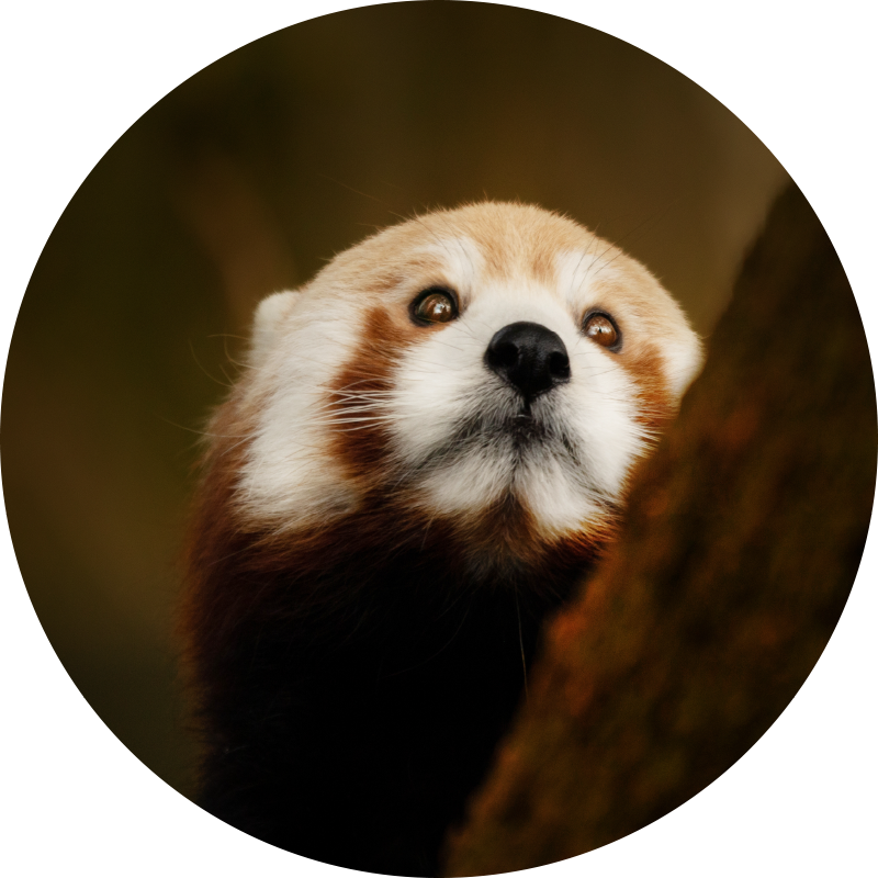 Eläin söpö punainen panda eläin vinyylimatto - Tenstickers
