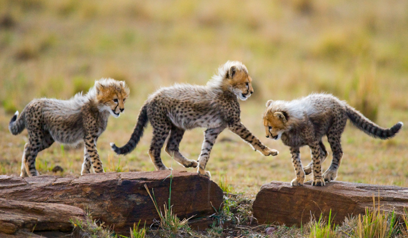 Eläin söpö gepardi pentuja eläin vinyylimatto - Tenstickers