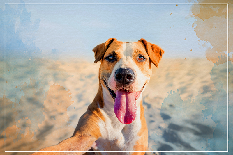 Hymyilevä koiran muotokuva eläin vinyylimatto - Tenstickers