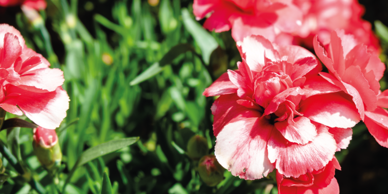 Vaaleanpunaiset kukat ja nurmikko vinyylimatto - Tenstickers