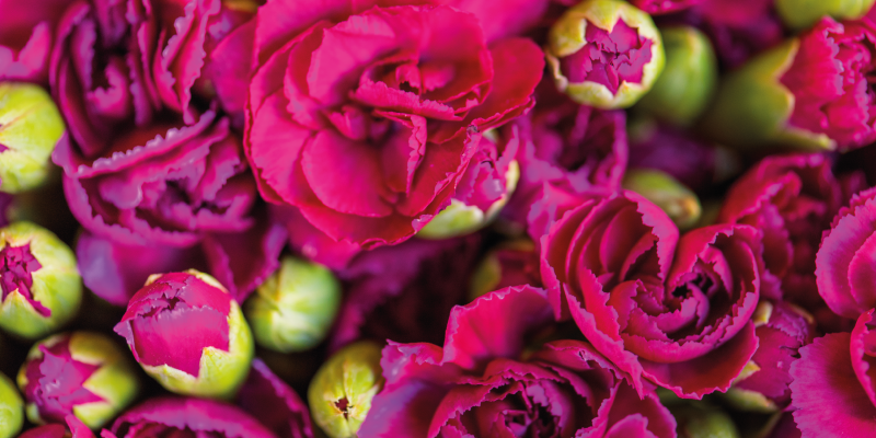 Eloisat kukkakukinnat kukka vinyylimatto - Tenstickers