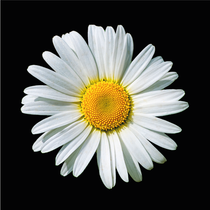 Päivänkakkara kukka kukat ja kasvit vinyylimatto - Tenstickers