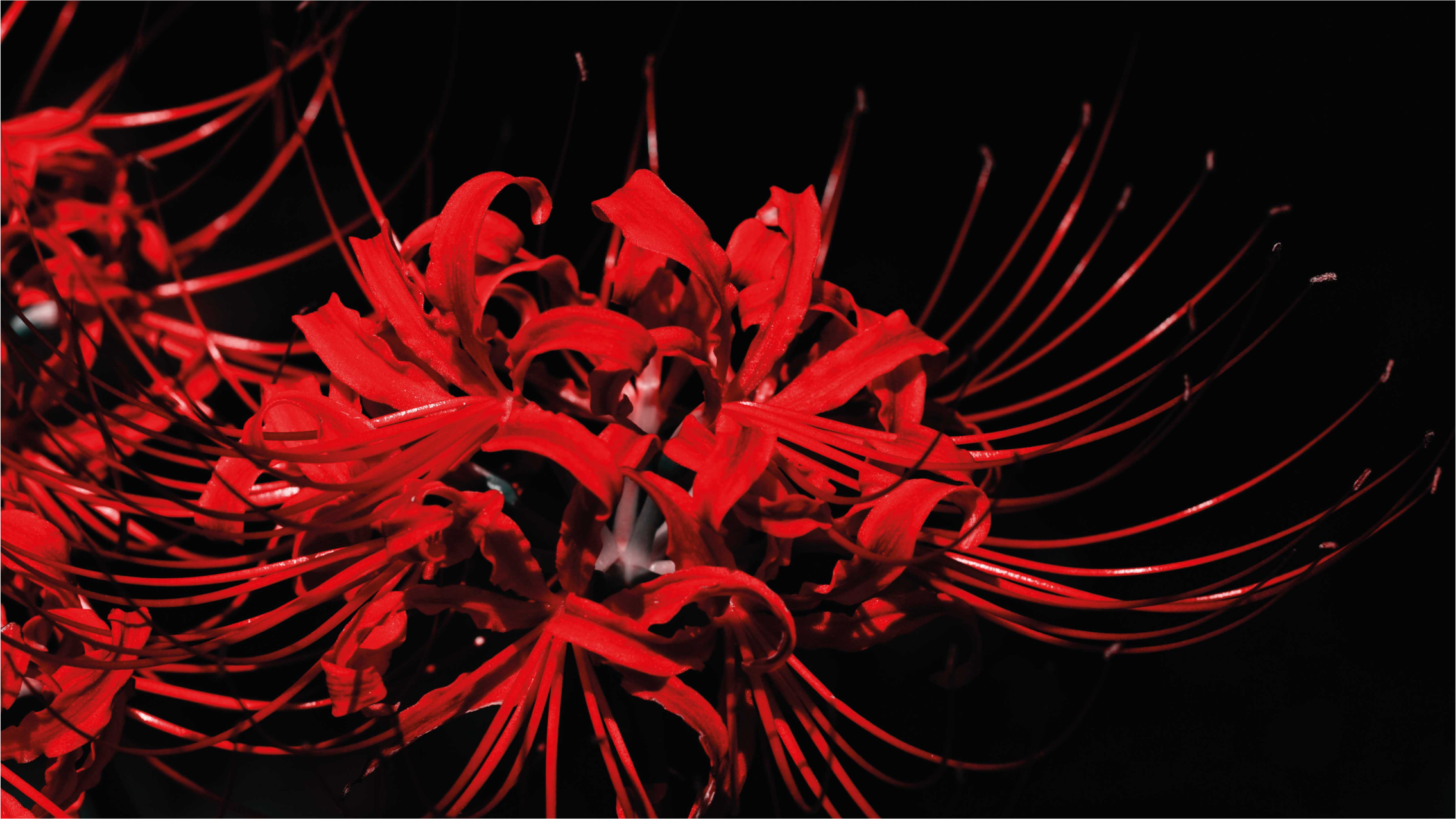 Punainen kukkapurkaus kukka vinyylimatto - Tenstickers