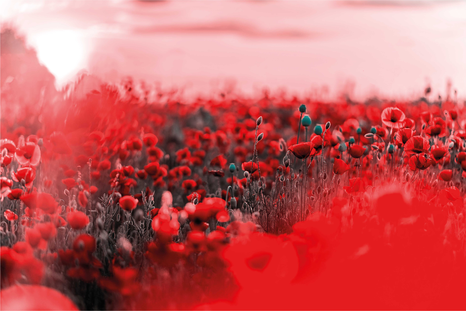 Punainen kukkakohtaus kukka vinyylimatto - Tenstickers