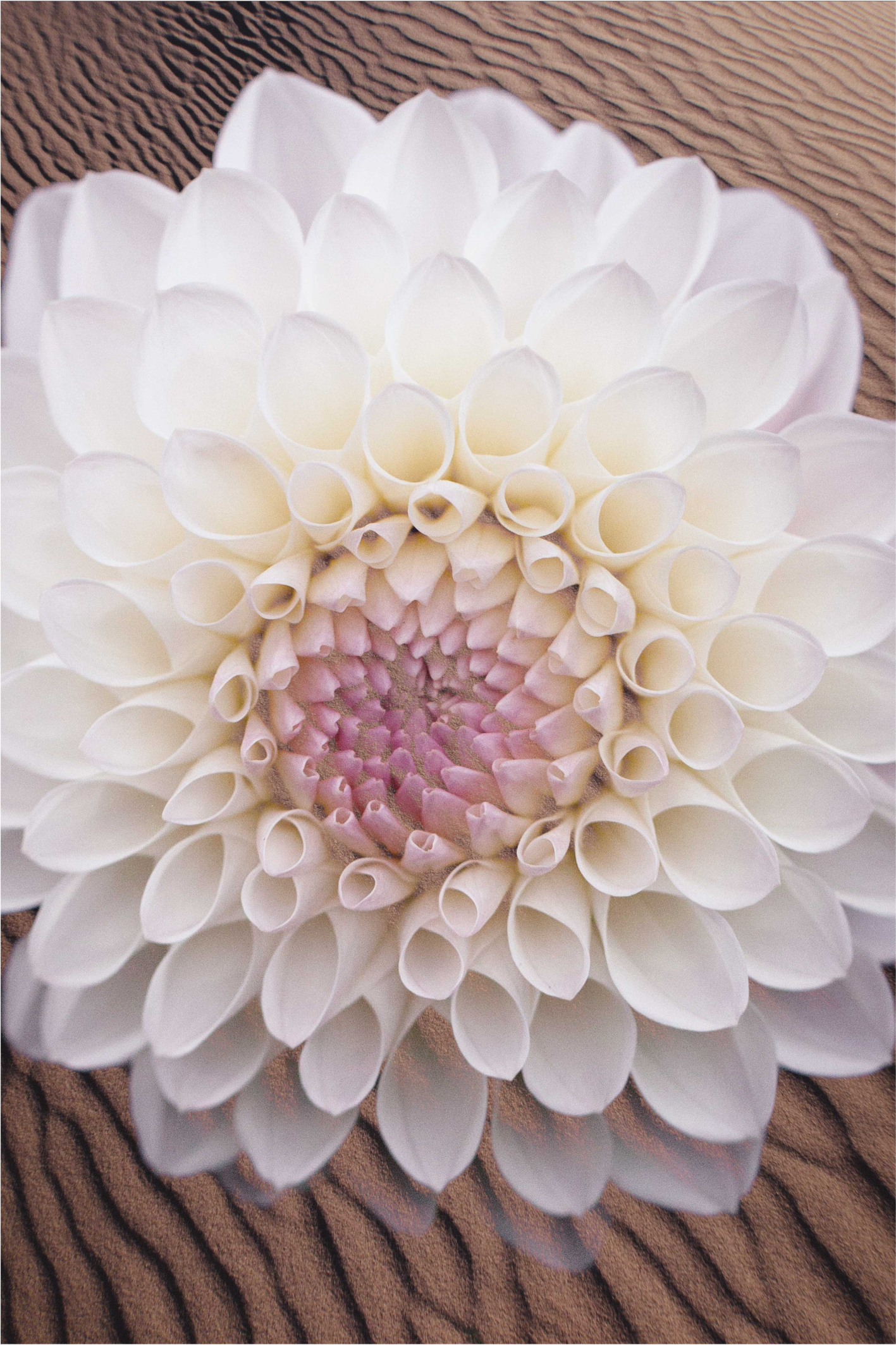 Siro kukinta-asetelma kukka vinyylimatto - Tenstickers