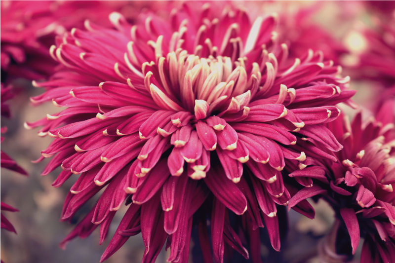 Realistinen krysanteemi kukka vinyylimatto - Tenstickers