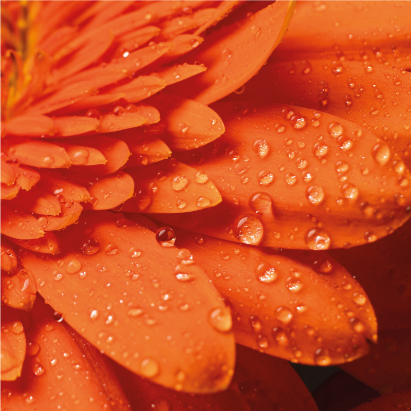 Oranssi kukka lähikuva kukka vinyylimatto - Tenstickers