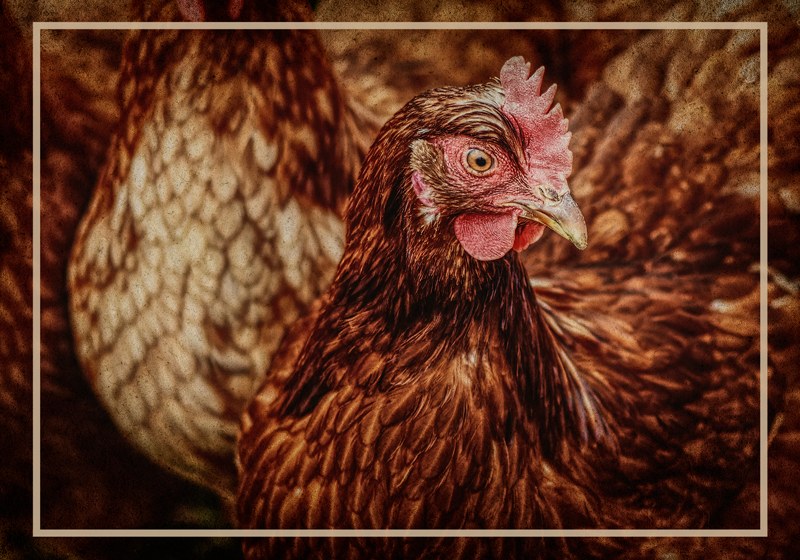 Vakava ruskea kana eläin vinyylimatto - Tenstickers