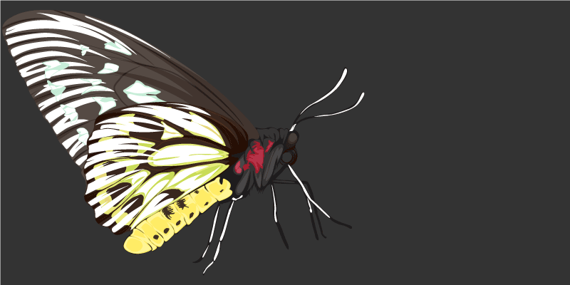 Perhoskuvia luonto vinyylimatto - Tenstickers