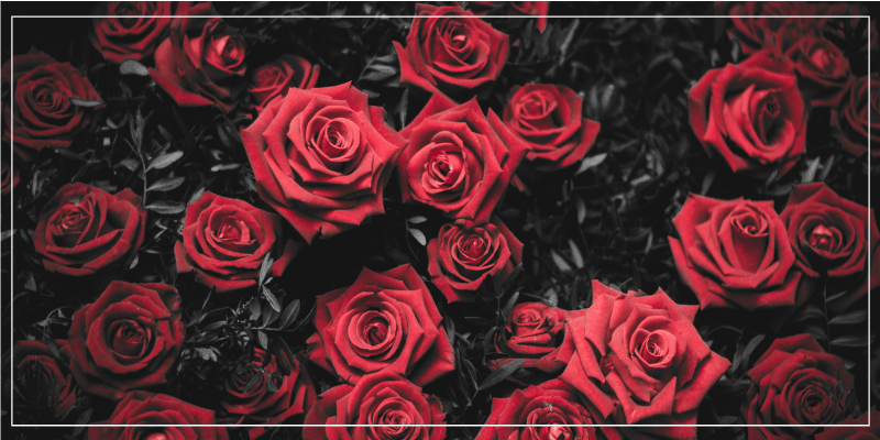 Kukka vinyylimatto realistisilla punaisilla ruusuilla - Tenstickers