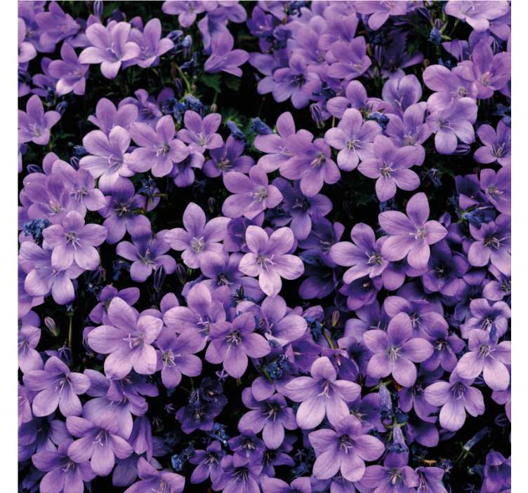 Epämääräiset violetit kukkatapetit - Tenstickers